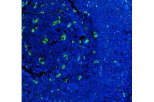 IF analysis of CD68 using anti-CD68 antibody (ABIN7600142). (CD68 Antikörper  (AA 154-354))