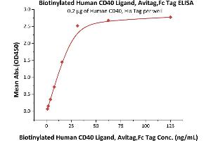 Immobilized Human CD40, His Tag (ABIN2180793,ABIN2180792) at 2 μg/mL (100 μL/well) can bind Biotinylated Human CD40 Ligand, Avitag,Fc Tag (ABIN5674613,ABIN6253678) with a linear range of 1-31 ng/mL (QC tested).