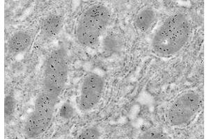 Immunoelectron microscopy analysis of LR white resin-embedded mouse liver using HSP60 (ABIN7074167) at dilution of 1: 50. (HSPD1 Antikörper)