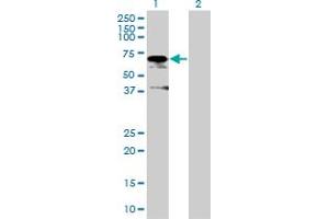 Western Blot analysis of ZUFSP expression in transfected 293T cell line by ZUFSP MaxPab polyclonal antibody. (ZUFSP Antikörper  (AA 1-578))