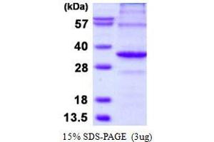 APAF1 Interacting Protein (APIP) protein (His tag)