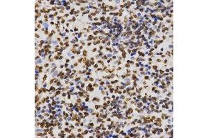 Immunohistochemistry of paraffin-embedded human kidney using DiMethyl-Histone H3-K27 antibody. (Histone 3 Antikörper  (H3K27me))