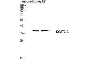 Western Blot (WB) analysis of Mouse Kidney KB lysis using DGAT2L3 antibody.