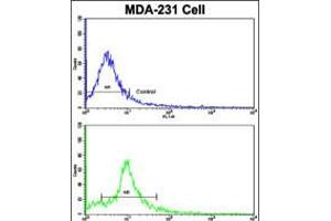 Flow cytometric analysis of MDA-231 cells using (bottom histogram) compared to a negative control cell (top histogram). (NUP62 Antikörper  (C-Term))