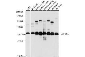Western blot analysis of extracts of various cell lines, using C1 antibody (ABIN7265723) at 1:1000 dilution. (ATP5C1 Antikörper  (AA 26-298))