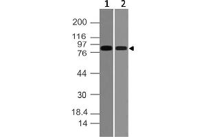 Image no. 1 for anti-Vav 2 Guanine Nucleotide Exchange Factor (VAV2) (AA 610-824) antibody (ABIN5027630) (VAV2 Antikörper  (AA 610-824))