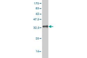 Western Blotting (WB) image for anti-RNA Binding Motif Protein 39 (RBM39) (AA 423-472) antibody (ABIN564136)