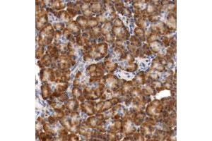 Immunohistochemical staining of human pancreas with TNFSF12-TNFSF13 polyclonal antibody  shows strong cytoplasmic positivity in exocrine glandular cells.