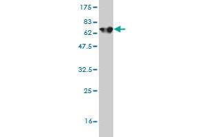 Western Blotting (WB) image for anti-Aldolase A, Fructose-Bisphosphate (ALDOA) (AA 1-364) antibody (ABIN559850)