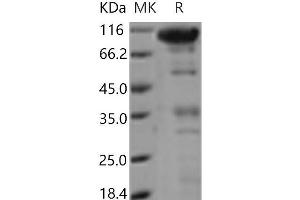 Western Blotting (WB) image for C-Type Lectin Domain Family 14, Member A (CLEC14A) protein (Fc Tag) (ABIN7321192)