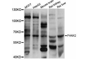 Western blot analysis of extracts of various cell lines, using PANX2 antibody (ABIN5998448) at 1:3000 dilution. (Pannexin 2 Antikörper)