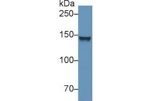 Western blot analysis of Mouse Heart lysate, using Mouse COL6a1 Antibody (2 µg/ml) and HRP-conjugated Goat Anti-Rabbit antibody ( (COL6A1 Antikörper  (AA 816-1002))