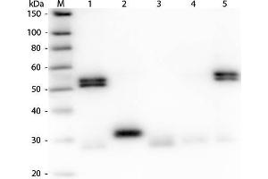 Western Blot of Anti-Rat IgG (H&L) (GOAT) Antibody (Min X Human Serum Proteins) . (Ziege anti-Ratte IgG (Heavy & Light Chain) Antikörper (Biotin) - Preadsorbed)