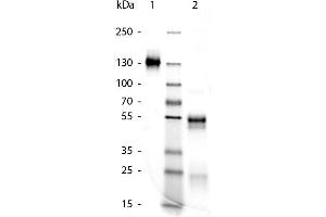 Western Blotting (WB) image for Rabbit IgG isotype control (ABIN5633245)