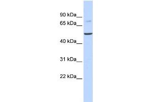 WB Suggested Anti-BAAT Antibody Titration:  0. (BAAT Antikörper  (N-Term))