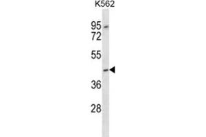 Western Blotting (WB) image for anti-Olfactory Receptor, Family 13, Subfamily F, Member 1 (OR13F1) antibody (ABIN2997241) (OR13F1 Antikörper)