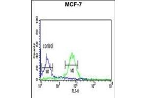 WDR37 Antibody (C-term) (ABIN653198 and ABIN2842745) flow cytometric analysis of MCF-7 cells (right histogram) compared to a negative control cell (left histogram). (WDR37 Antikörper  (C-Term))
