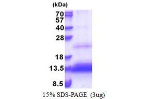 TP53 Regulated Inhibitor of Apoptosis 1 (TRIAP1) (AA 1-76) protein (His tag)