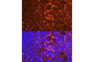 Immunofluorescence analysis of mouse spleen using CD19 Rabbit pAb (ABIN3023663, ABIN3023664, ABIN3023665 and ABIN6219683) at dilution of 1:100 (40x lens). (CD19 Antikörper  (AA 351-556))
