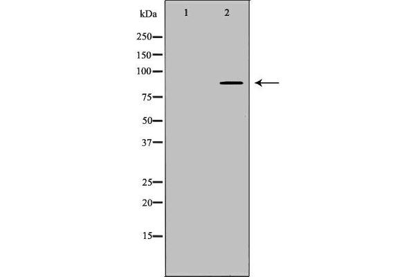 ARNT Antikörper  (N-Term)