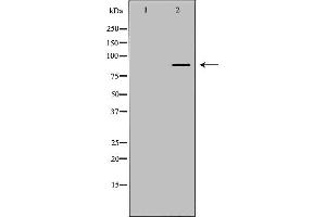 Western blot analysis of extracts of hela , using ARNT antibody. (ARNT Antikörper  (N-Term))
