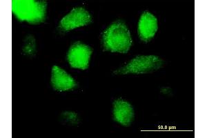 Immunofluorescence of purified MaxPab antibody to AZU1 on HeLa cell. (Azurocidin Antikörper  (AA 1-251))