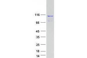 Validation with Western Blot (Coronin 7 Protein (CORO7) (Myc-DYKDDDDK Tag))