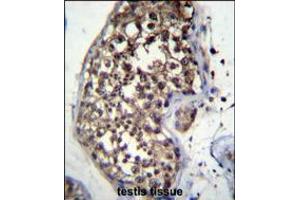 FBXO15 Antibody immunohistochemistry analysis in formalin fixed and paraffin embedded human testis tissue followed by peroxidase conjugation of the secondary antibody and DAB staining.