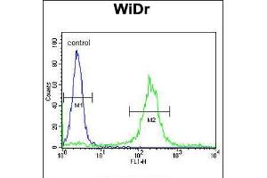 Flow cytometric analysis of WiDr cells (right histogram) compared to a negative control cell (left histogram). (ADAM19 Antikörper  (AA 207-236))