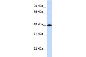 WB Suggested Anti-VSIG8 Antibody Titration:  0. (VSIG8 Antikörper  (N-Term))
