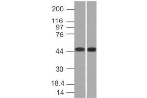 Image no. 1 for anti-Napsin A Aspartic Peptidase (NAPSA) antibody (ABIN6165992) (NAPSA Antikörper)