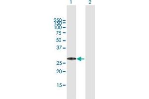 Western Blot analysis of MED29 expression in transfected 293T cell line by MED29 MaxPab polyclonal antibody.