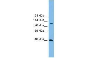 Host:  Rabbit  Target Name:  MAP3K14  Sample Tissue:  Human THP-1 Whole Cell  Antibody Dilution:  1ug/ml