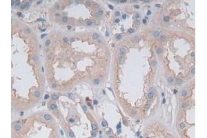 Detection of GKN1 in Human Kidney Tissue using Polyclonal Antibody to Gastrokine 1 (GKN1) (Gastrokine 1 Antikörper  (AA 22-199))