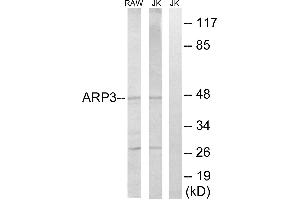 Western blot analysis of extracts from RAW264. (ACTR3 Antikörper)