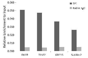 Chromatin immunoprecipitation analysis of extracts of 293T cells, using SP1 antibody (ABIN7270505) and rabbit IgG. (SP1 Antikörper)