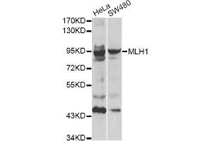 Western blot analysis of extracts of various cell lines, using MLH1 antibody (ABIN1873703). (MLH1 Antikörper)