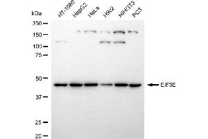 anti-Eukaryotic Translation Initiation Factor 3 Subunit E (EIF3E) antibody