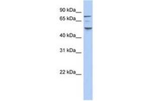 Image no. 1 for anti-Casein Kinase 1, epsilon (CSNK1E) (N-Term) antibody (ABIN6743609) (CK1 epsilon Antikörper  (N-Term))