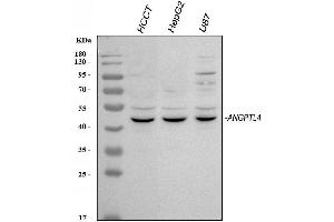 Western blot analysis of ANGPTL4 using anti-ANGPTL4 antibody (ABIN3042686).