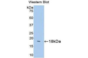 Western Blotting (WB) image for anti-Somatostatin (SST) (AA 1-116) antibody (ABIN1173258)