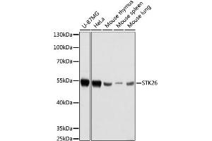 Western blot analysis of extracts of various cell lines, using STK26 antibody (ABIN7270231) at 1:1000 dilution. (STK26/MST4 Antikörper  (AA 297-416))