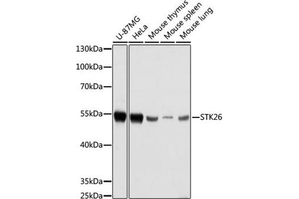 STK26/MST4 Antikörper  (AA 297-416)