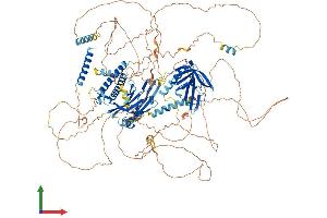 Protein Structure (PS) image for Anillin, Actin Binding Protein (ANLN) (AA 1-1121) protein (His tag) (ABIN7564630)