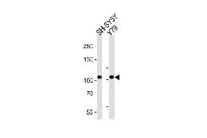 Western blot analysis of lysates from SH-SY5Y, Y79 cell line (from left to right), using CDH8 Antibody at 1:1000 at each lane. (Cadherin 8 Antikörper  (N-Term))