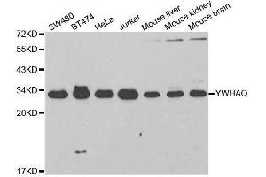 Western blot analysis of extracts of various cell lines, using YWHAQ antibody. (14-3-3 theta Antikörper  (AA 1-245))