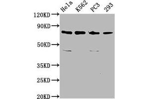 Western Blot Positive WB detected in: Hela whole cell lysate, K562 whole cell lysate, PC-3 whole cell lysate, 293 whole cell lysate All lanes: INTS13 antibody at 3. (Integrator Complex Subunit 13 (INTS13) (AA 573-706) Antikörper)