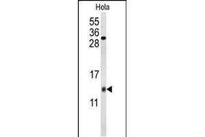 Western blot analysis of COX5A Antibody (Center) (ABIN653099 and ABIN2842690) in Hela cell line lysates (35 μg/lane). (COX5A Antikörper  (AA 46-73))