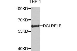 Western blot analysis of extracts of THP-1 cells, using DCLRE1B antibody. (DCLRE1B Antikörper)
