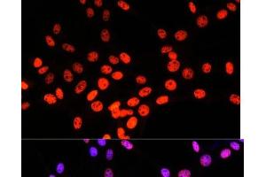 Immunofluorescence analysis of NIH/3T3 cells using MATR3 Polyclonal Antibody at dilution of 1:100.